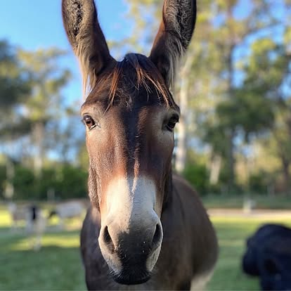 A donkey in golden hour light at Little Donkey Estate