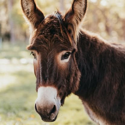 A miniature donkey portrait at Little Donkey Estate