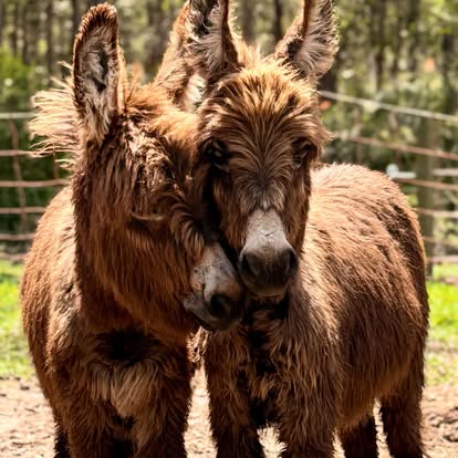 The miniature donkeys at Little Donkey Estate