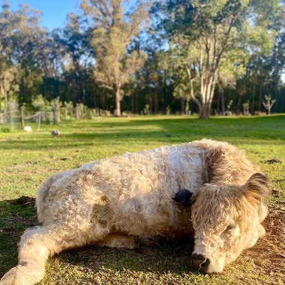 A Galloway calf in the paddock at Little Donkey Estate