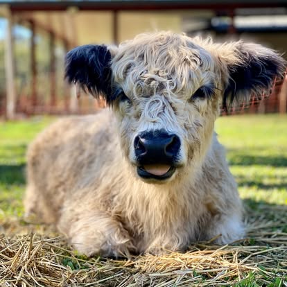 A Galloway calf in morning light at Little Donkey Estate