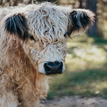 A Galloway calf at Little Donkey Estate