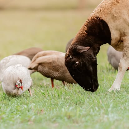Sheep and guinea fowl at Little Donkey Estate