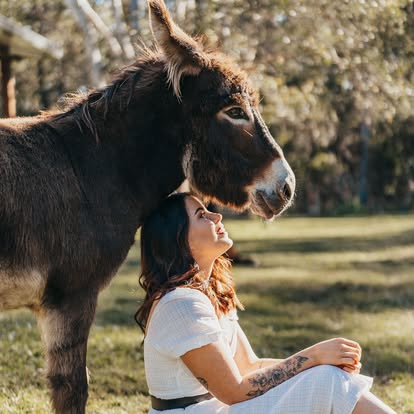 Golden hour at Little Donkey Estate
