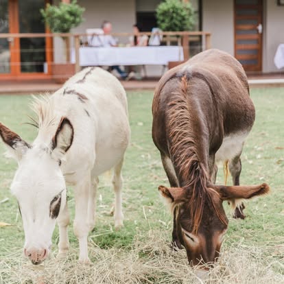 Donkeys grazing with the verandah beyond at Little Donkey Estate